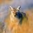 redfox