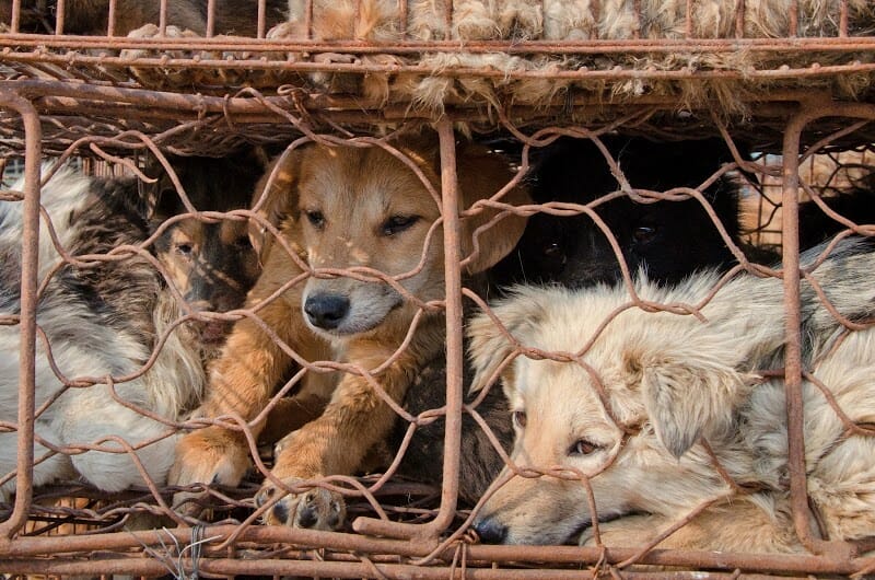 dog_meat.jpg