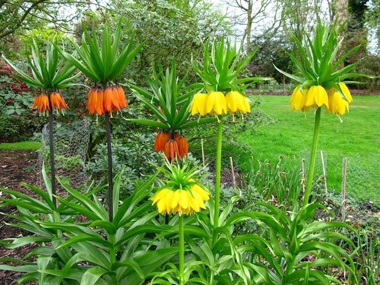 fritillaria1_NG2.jpg