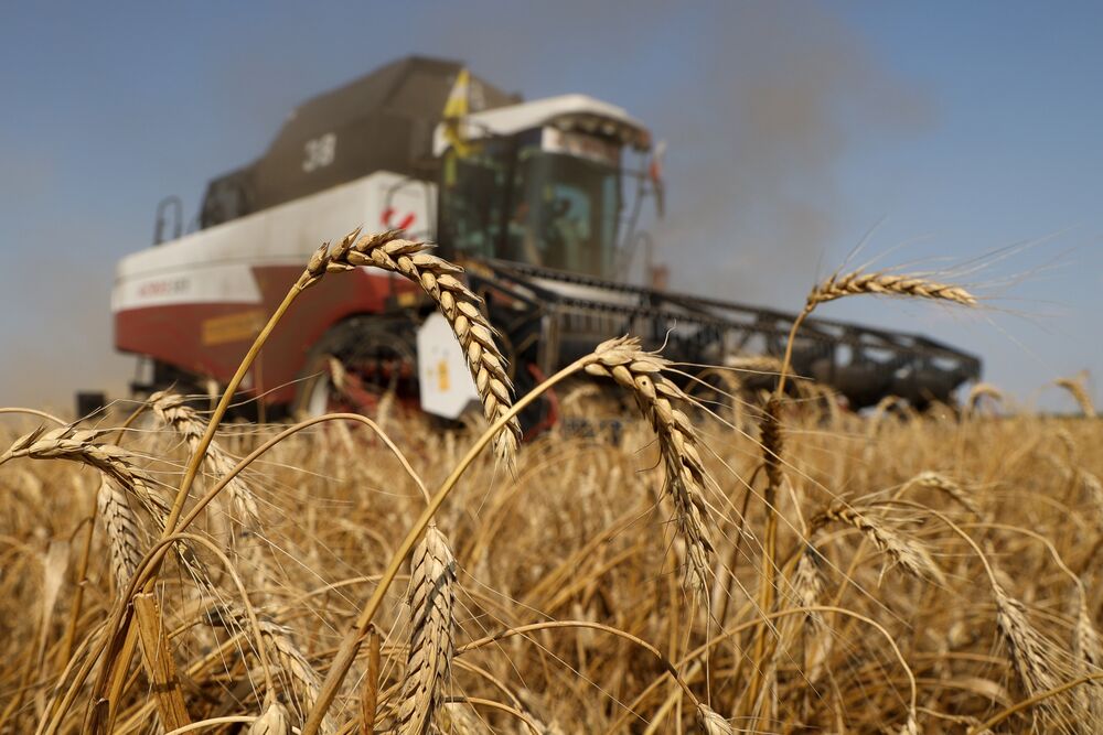 La raccolta del grano russo aiuta ad alleviare la carenza globale di grano