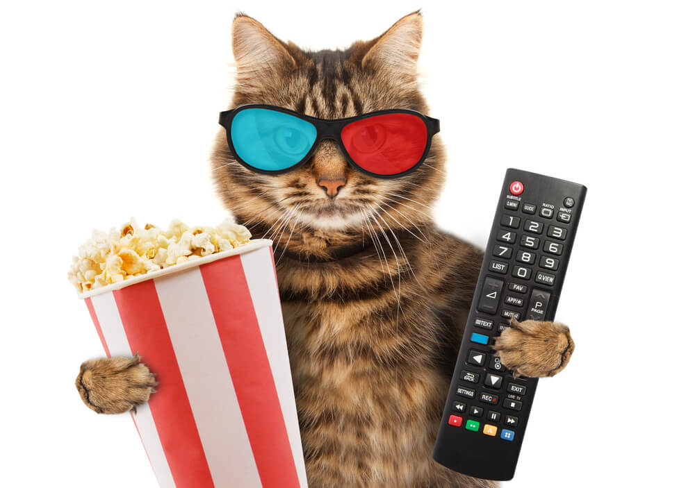 Cat-Eating-Pop-Corn.jpg