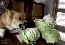 tenor.gif