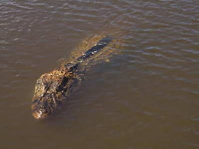 Blackcaiman_leofleck.jpg