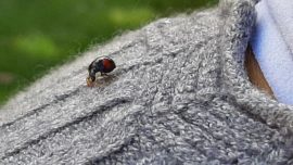 coccinella-asiatica-in-valsassina-270x152.jpeg