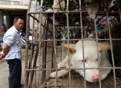 yulin-dog-meat-festival-390x285.jpg