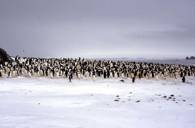 pinguini_adelia.jpg
