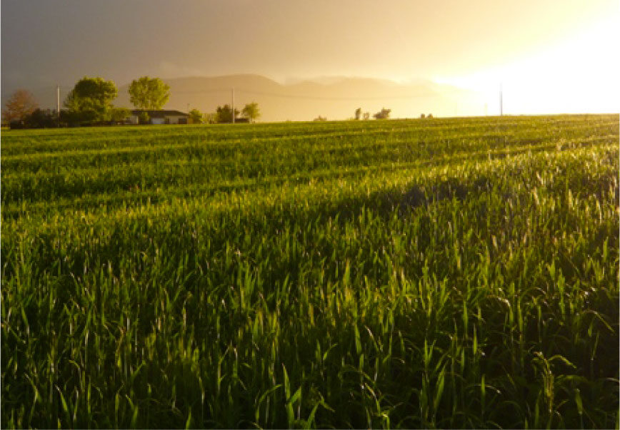 www.agricultura.it