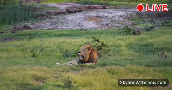 www.skylinewebcams.com