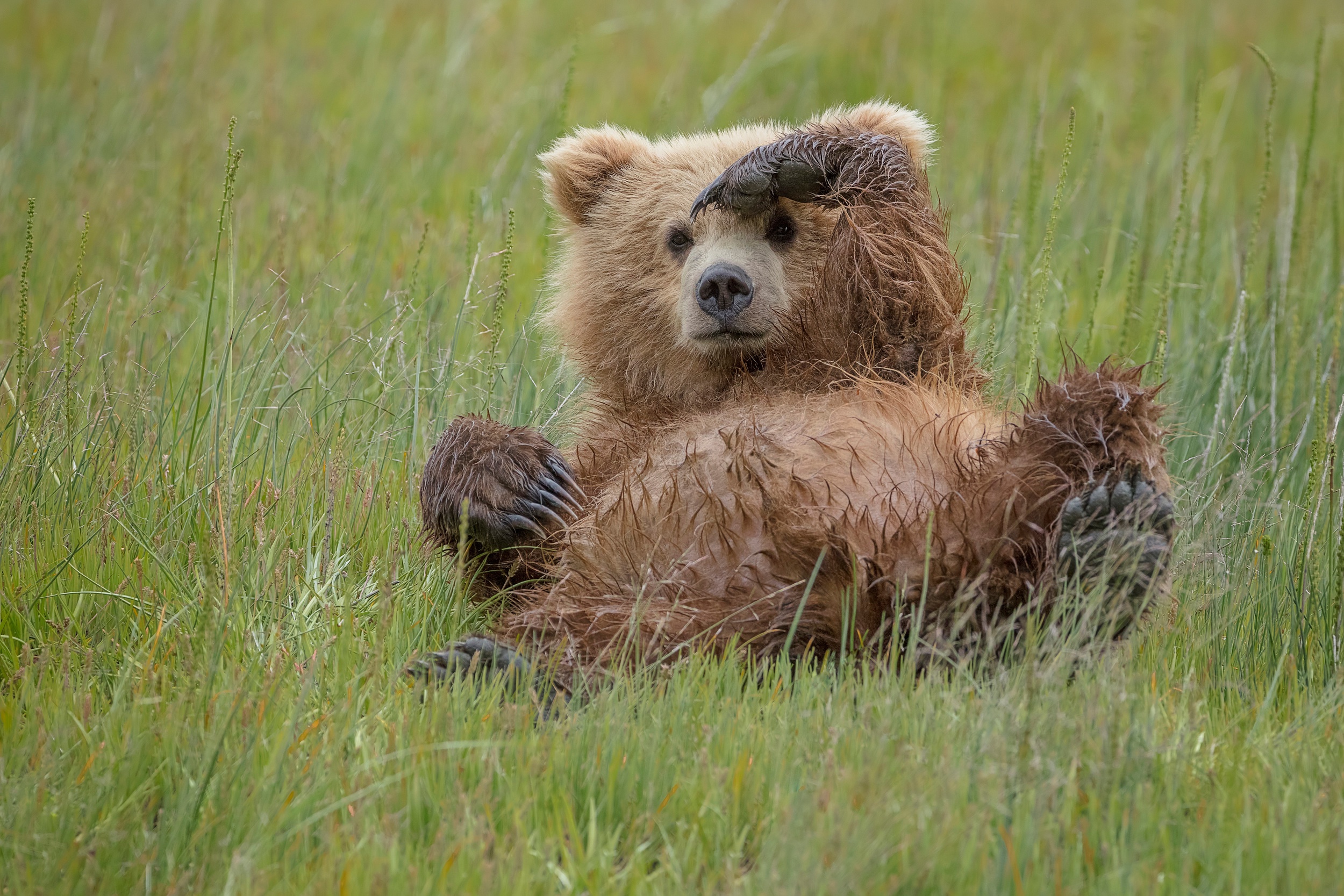 Bear-Bear-Resting.jpg