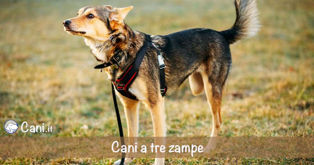 www.cani.it