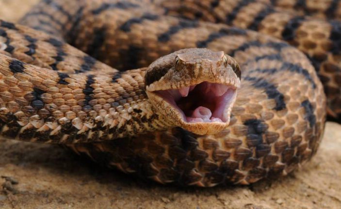 serpente-703x431.jpg