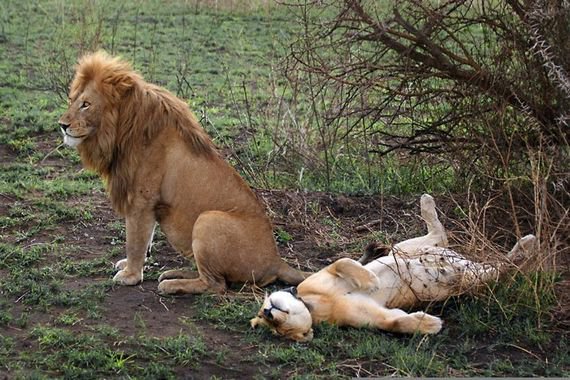 lion-love.jpg
