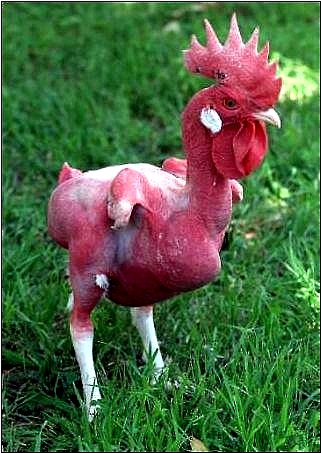 015fig001%20pollo%20nudo%20secondotipo.jpg