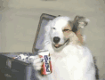 tenor.gif