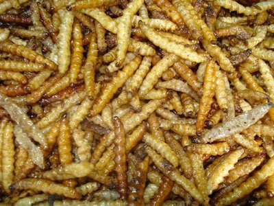 thai_worms.jpg