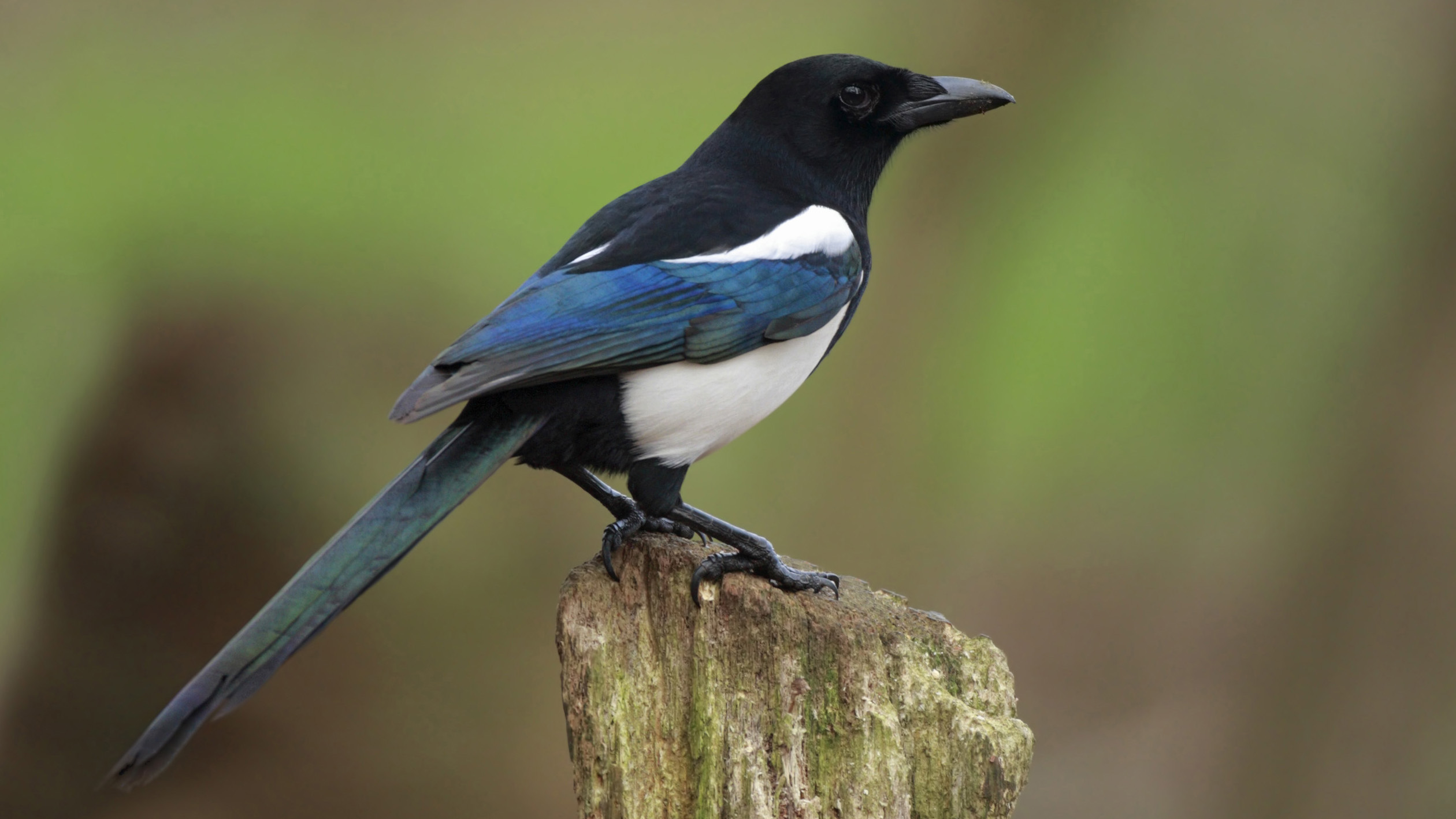 magpie.jpg