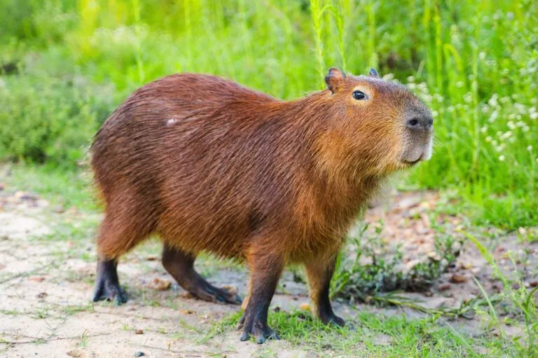 www.zooplus.it