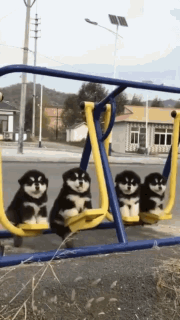 swing-puppies.gif