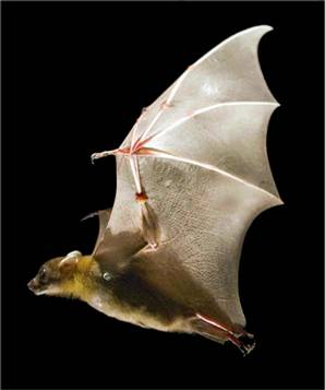 pipistrello.jpg