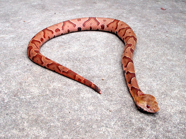 Southern_copperhead.jpg