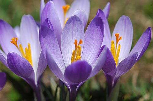 crocus-5.jpg