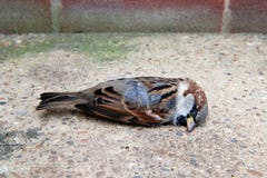 dead-tree-sparrow-brick-wall-closeup-33962518.jpg
