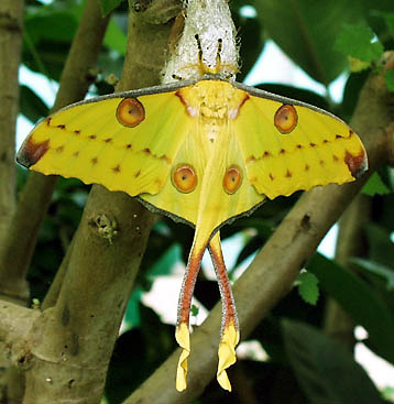 heliconide.jpg