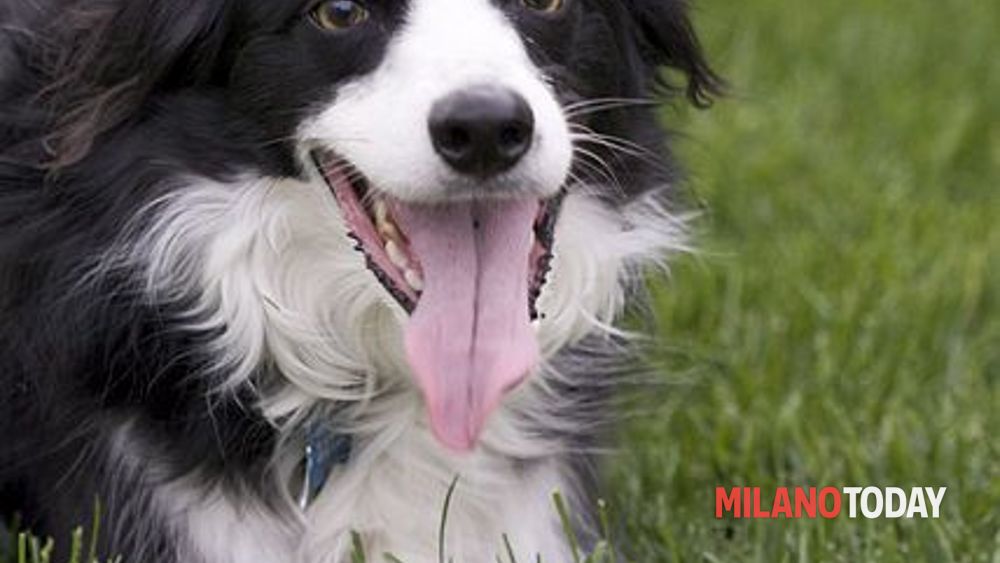 www.milanotoday.it