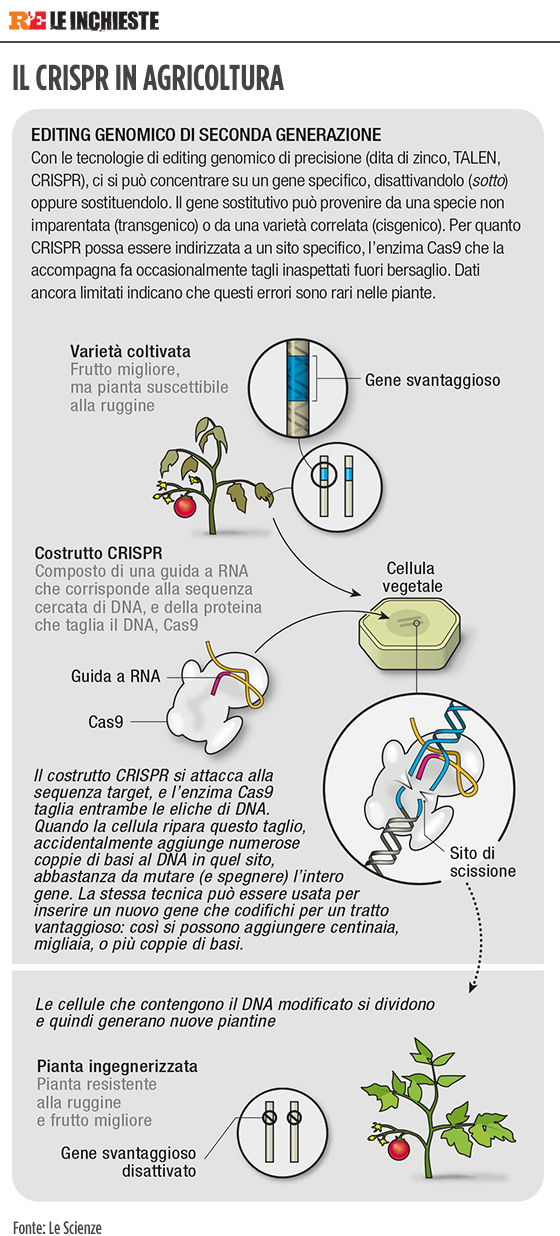 img-crispr3.jpg