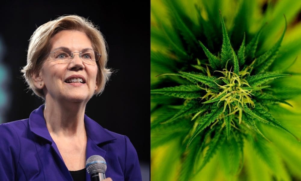 www.marijuanamoment.net