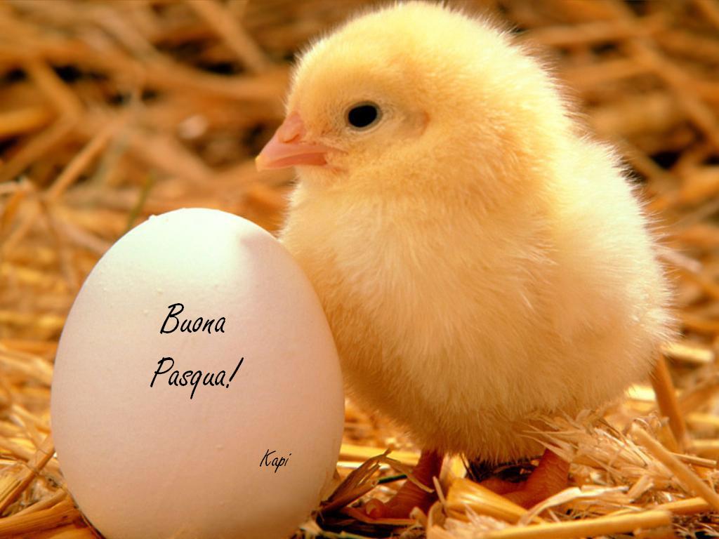 pasqua1.jpg