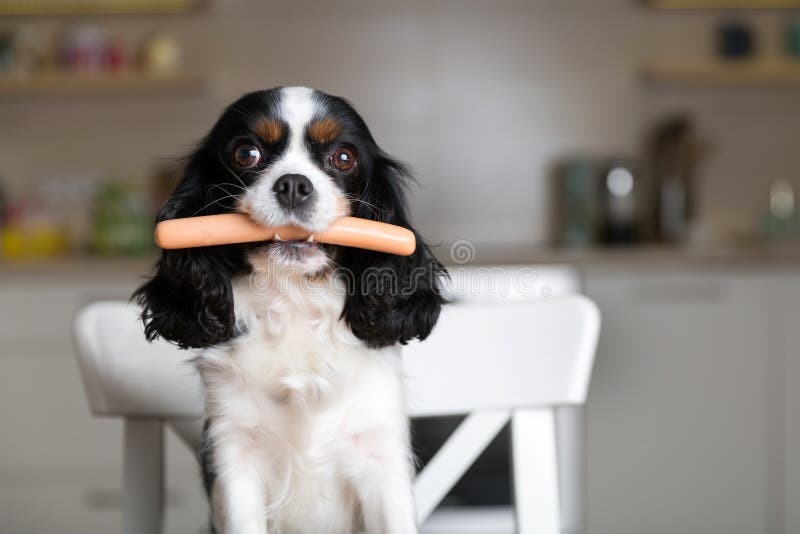 cane-con-la-salsiccia-107068520.jpg