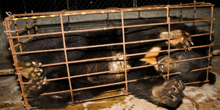 BEAR-BILE-4.jpg