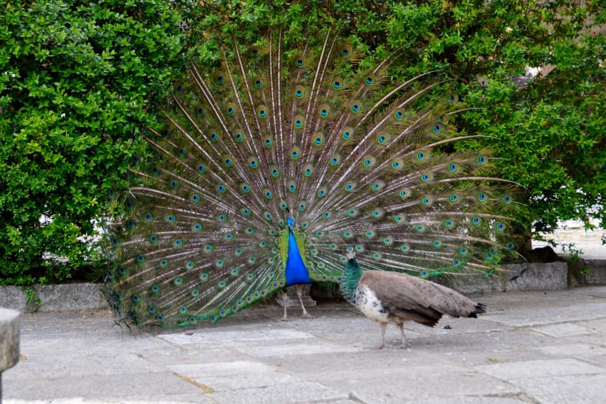 pavo-macho-hembra.jpg