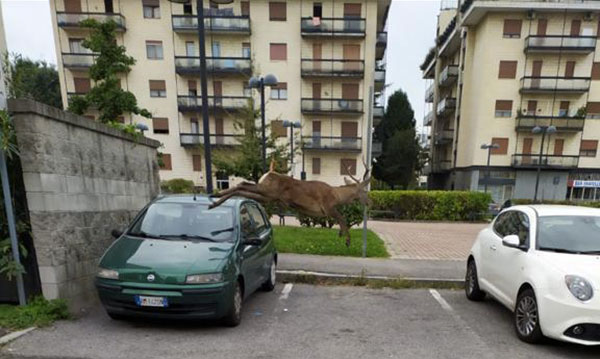 cervo-fuga-monza-saronno1.jpg