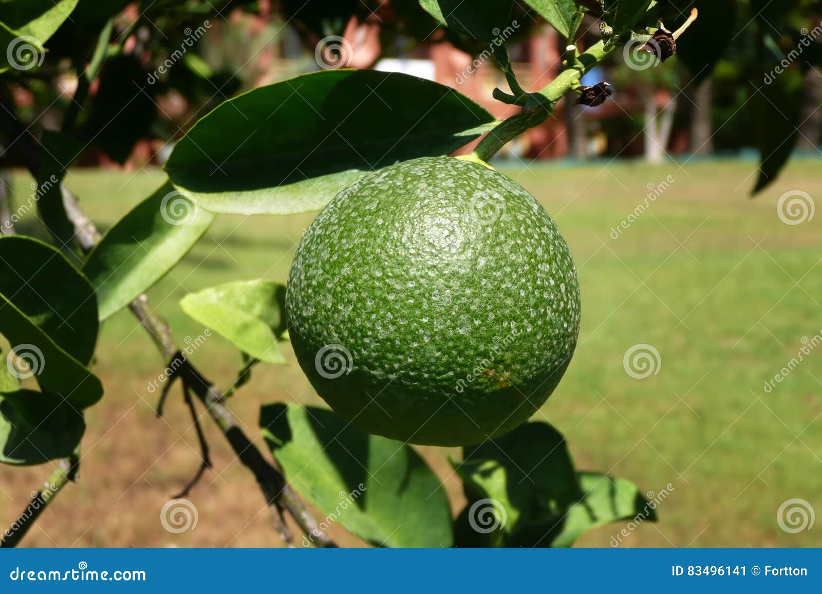 arancia-non-matura-83496141.jpg