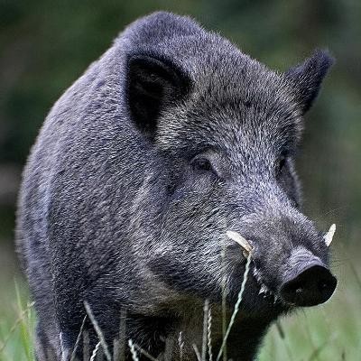 cinghiale.jpg