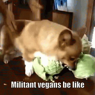 vegan-angry.gif
