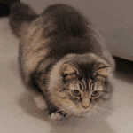 wiggle-wiggle-cat.gif