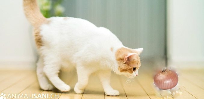 gatto_alimenti_pericolosi-678x330.jpg