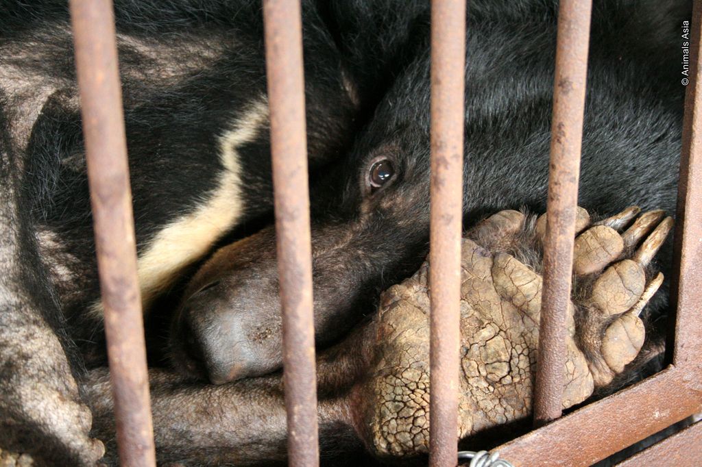 BearFarmingImage_51.jpg
