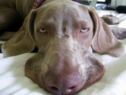 cane_stressato.jpg