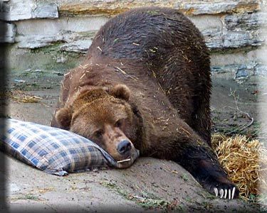 sleeping-bear.jpg