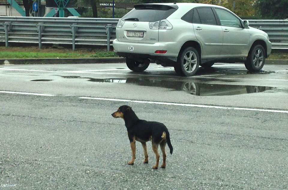 cane-autogrill-2-2.jpg