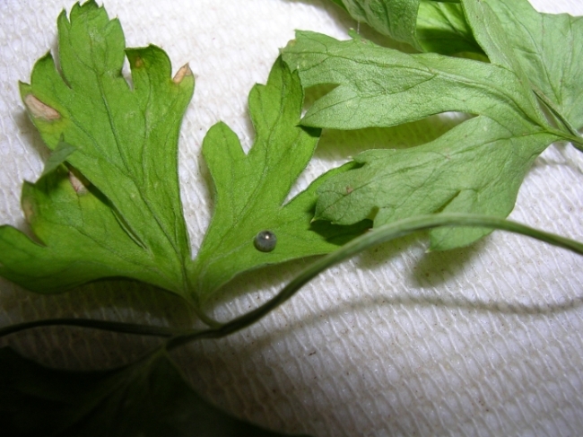 200592192627_macha5.jpg