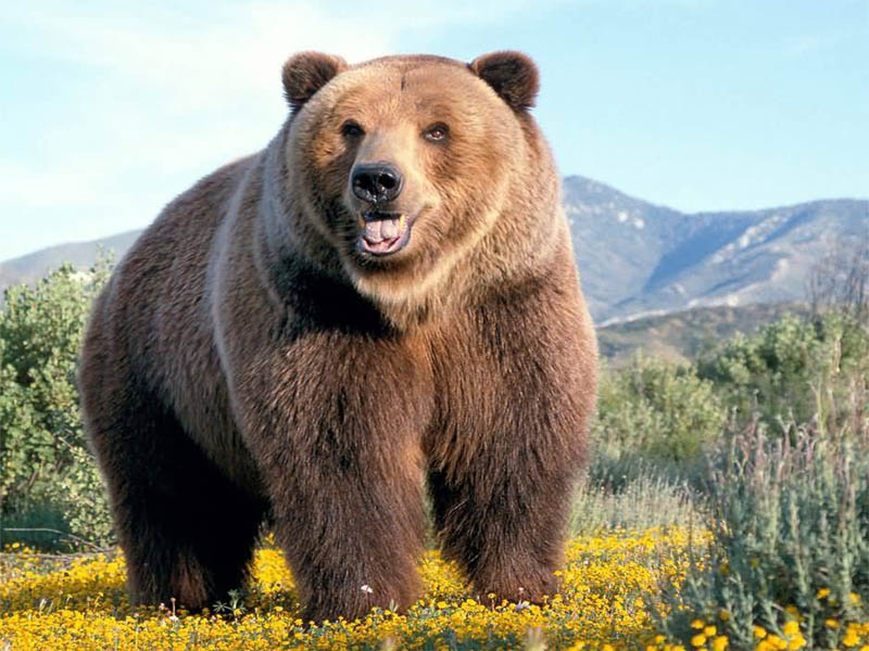 orso-stefano.jpg