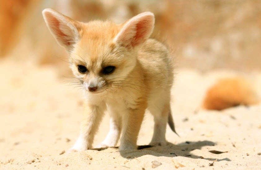 Fennec+Fox+3.jpg