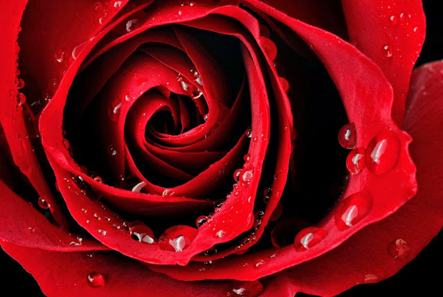 209329__rose-dew-petals-red_p.jpg