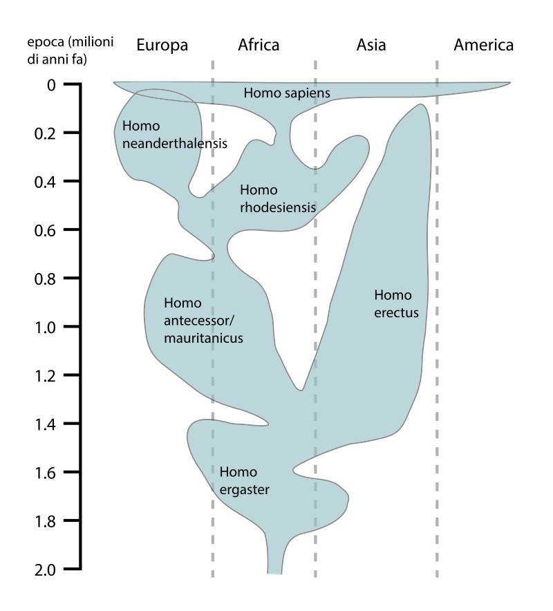 800px-Human_evolution_chart-it.svg.png